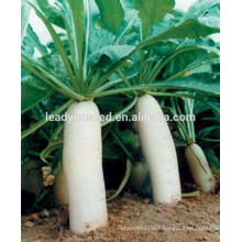MR01 Baifu small size high yield white radish seeds for sales
